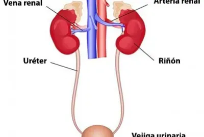 aparato excretor