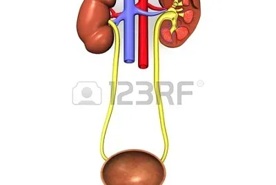 פאזל של SISTEMA EXCRETOR