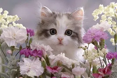 Voici un puzzle chat