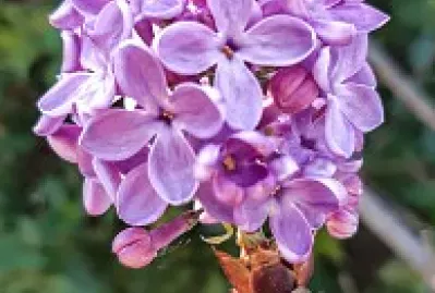 Lilas jigsaw puzzle
