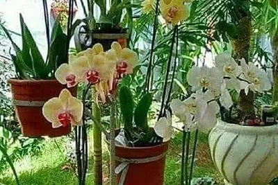 Atualizado 01 jigsaw puzzle