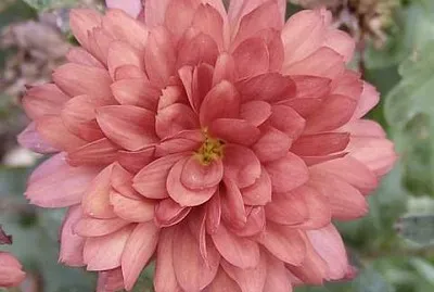 flores