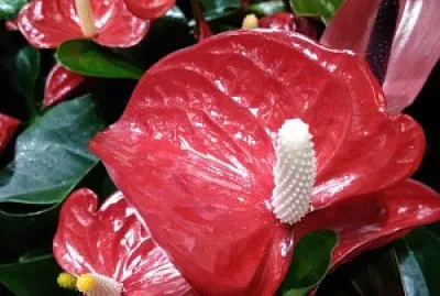 Plante rouge jigsaw puzzle