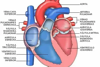 sistema circulatorio jigsaw puzzle