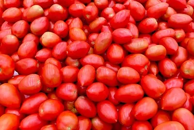 roi cabeza de tomate