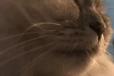 closeup of cat