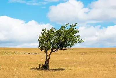tree alone