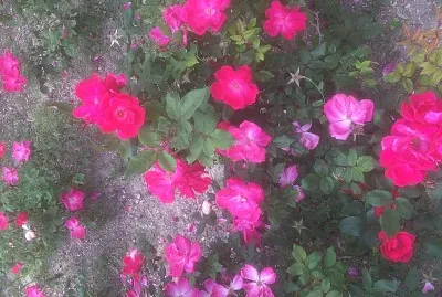 Rosal