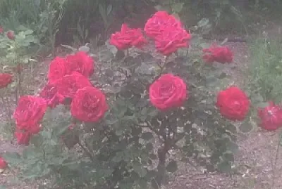 Rosas