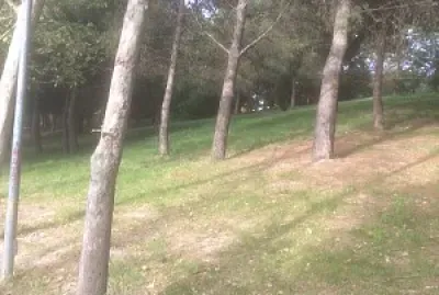 Bosque