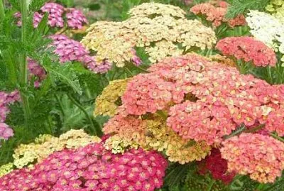 Achillea Crithmifolia jigsaw puzzle