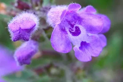 Acinos Alpinus jigsaw puzzle