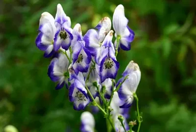 Aconitum Variegatum jigsaw puzzle
