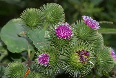 Actium Lappa jigsaw puzzle