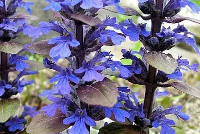 Ajuga Reptans jigsaw puzzle