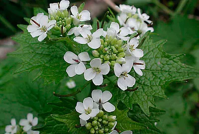 Alliaria Petiolata jigsaw puzzle