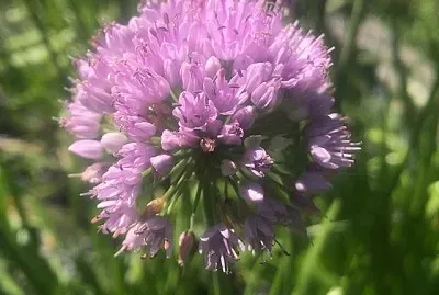 Allium Senescen Montanum jigsaw puzzle