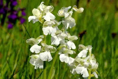 Anacamptis Morio alba jigsaw puzzle