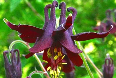 Aquilegia Atrata jigsaw puzzle