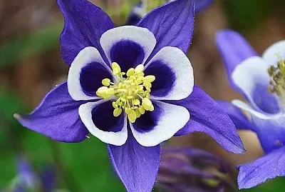 פאזל של Aquilegia Vulgaris