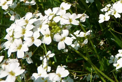 Arabidopsis Halleri jigsaw puzzle