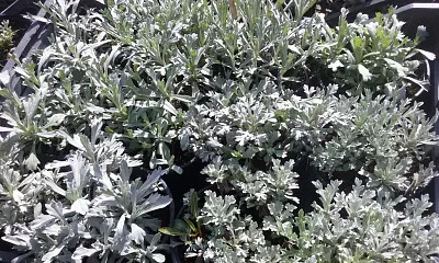 Artemisia Lanata jigsaw puzzle
