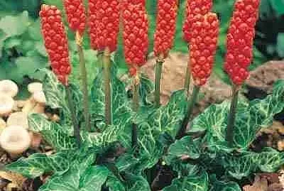Arum Italica jigsaw puzzle