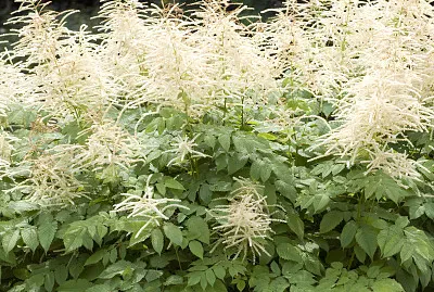 Aruncus Dioicus