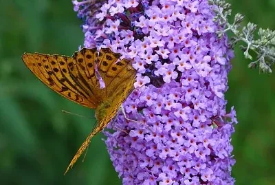 פאזל של Buddleja Davidii