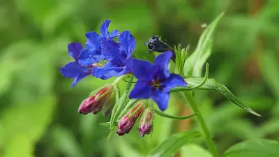 פאזל של Buglassoides Purpuro