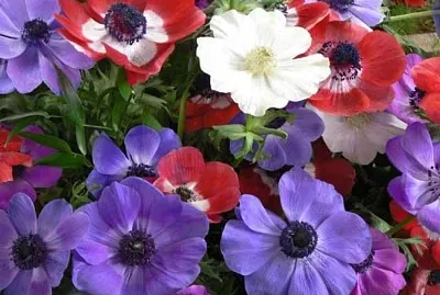 Anemone jigsaw puzzle