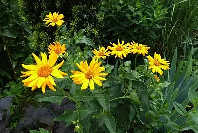 Arnica jigsaw puzzle