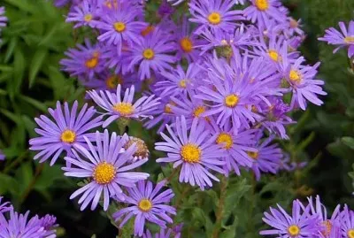 Aster jigsaw puzzle