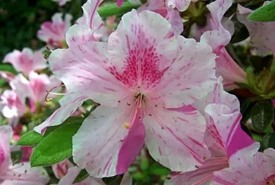 Azalea o rododendro jigsaw puzzle