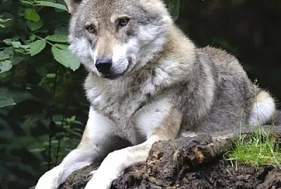 פאזל של lobo