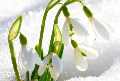 Bucaneve jigsaw puzzle