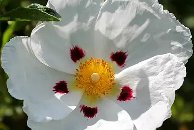 פאזל של Cistus