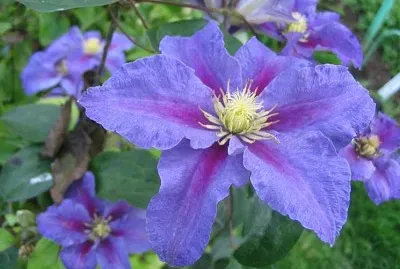 פאזל של Clematide