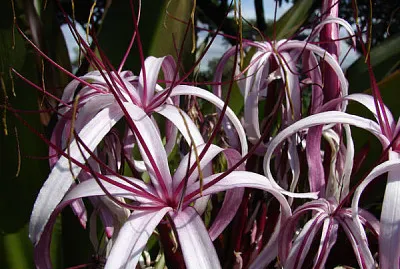 פאזל של Crinum