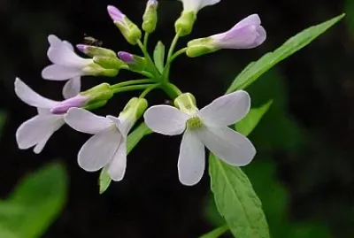 פאזל של Cardamine Bulbifera