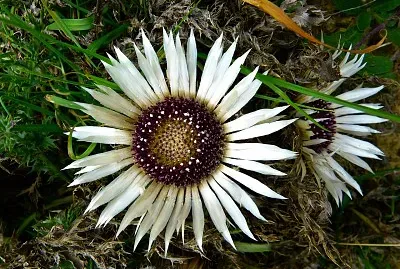 פאזל של Carlina Acaulis