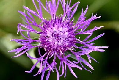 פאזל של Centaurea Jacea