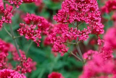 פאזל של Centranthus Ruber