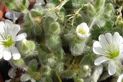 פאזל של Cerantium Alpinum Lanatum