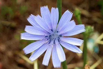 פאזל של Cichorium Intybus