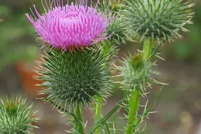 פאזל של Cirsum Vulgare