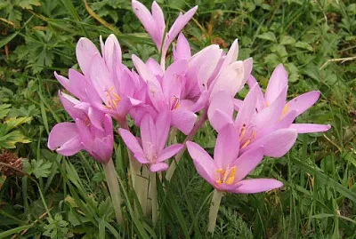 פאזל של Colchicum Autumnalis