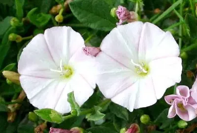 Convolvus Arvensis