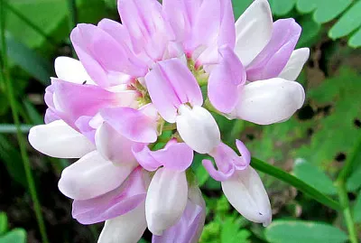 פאזל של Coronilla Varia