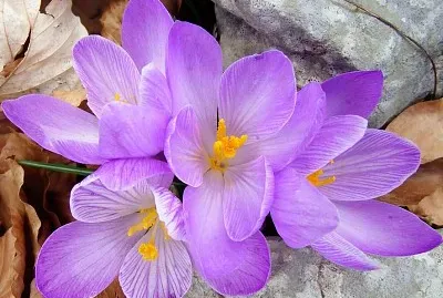 פאזל של Crocus Napolitanus